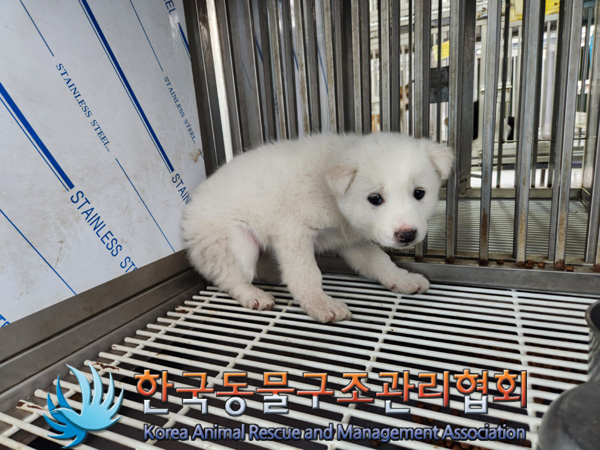 한국동물구조관리협회_441559202500008