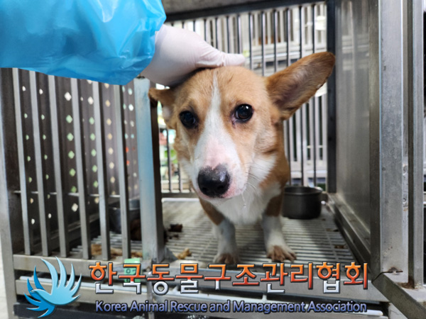 한국동물구조관리협회_411306202500002