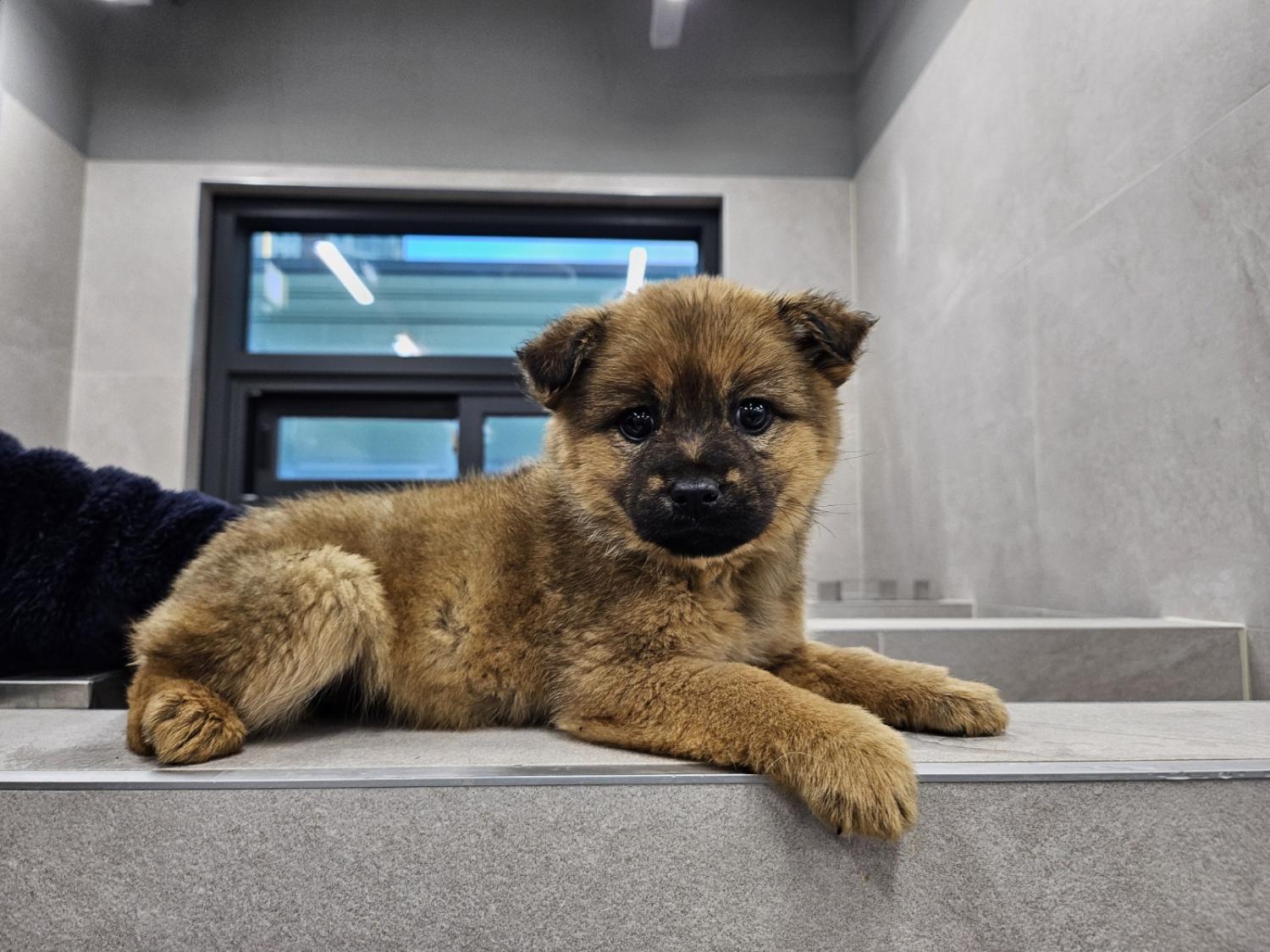 보호중 믹스견의 가…