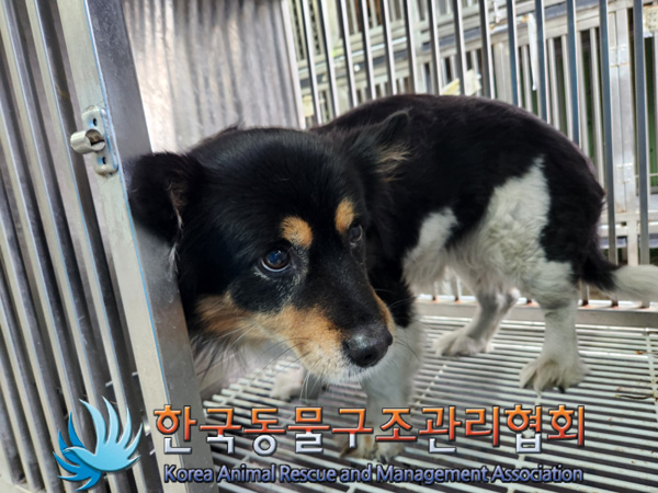 한국동물구조관리협회_411318202500002