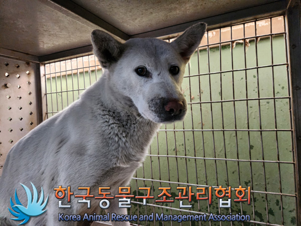 한국동물구조관리협회_441409202500015