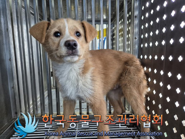 한국동물구조관리협회_441409202500014