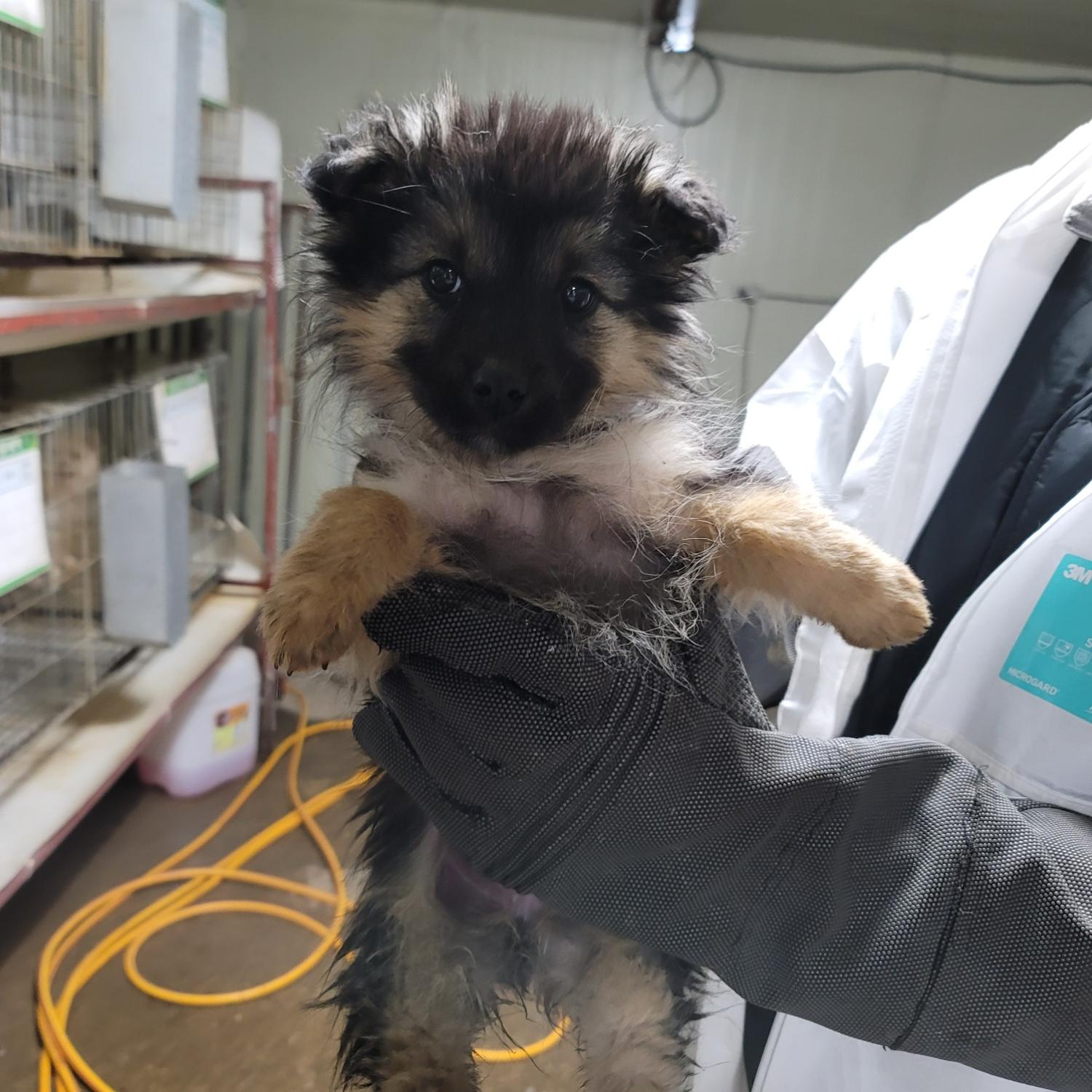 평택시유기동물보호소_441391202500029