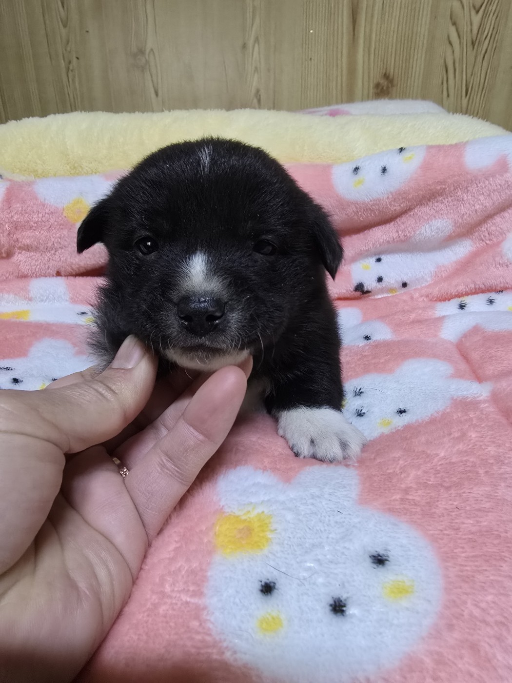 종료(자연사) 믹스…