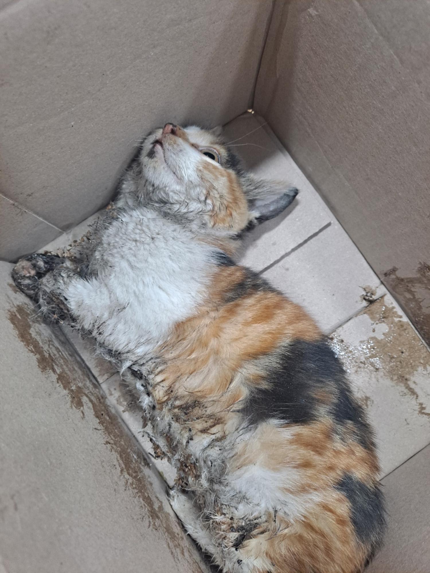거제시유기동물보호소_448537202500005