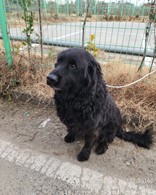 대전동물보호센터_430366202500001