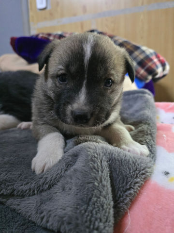 밀양시 동물보호센터_448536202500005