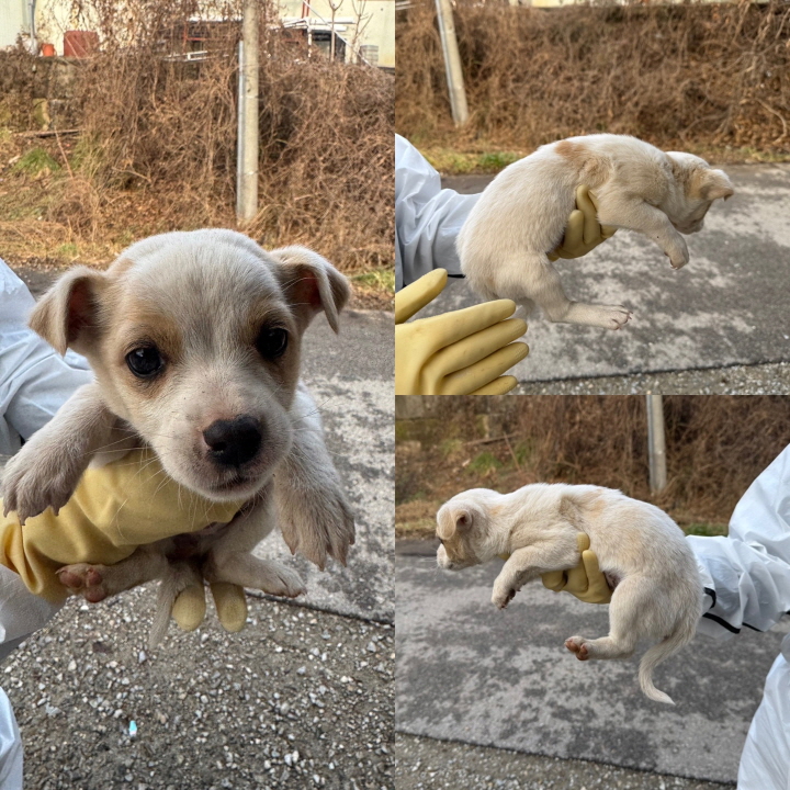 당진시동물보호소_444568202500003
