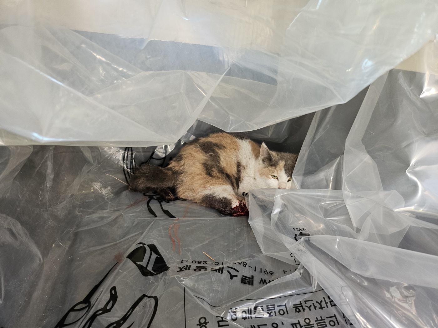 거제시유기동물보호소_448537202500006