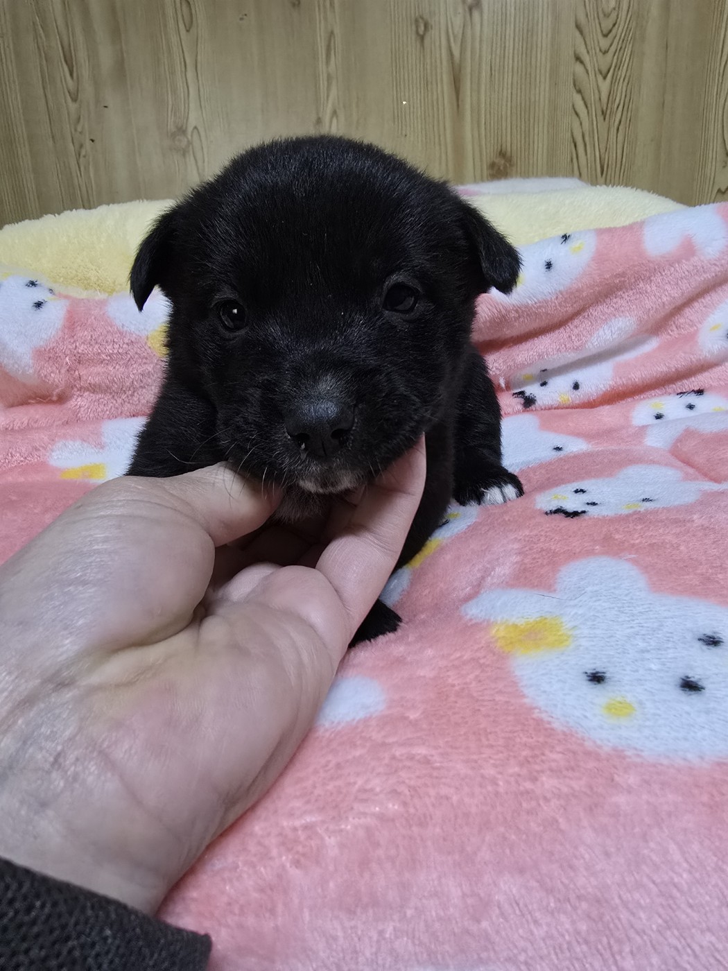 밀양시 동물보호센터_448536202500009