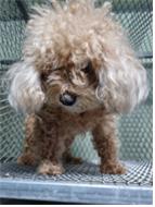 보호중 푸들의 가족…