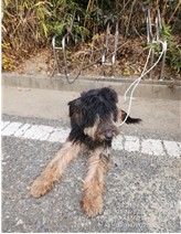 대전동물보호센터_430366202500002