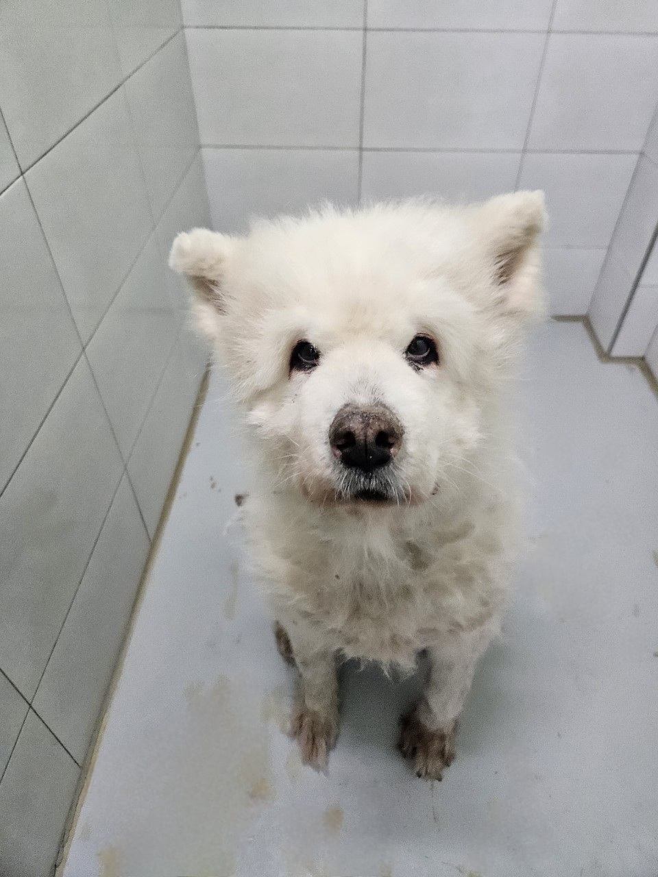 아산동물복지지원센터_444452202500008