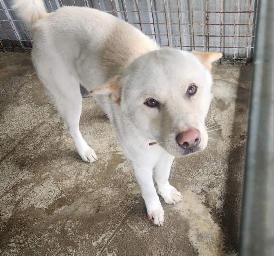 보호중 믹스견의 가…