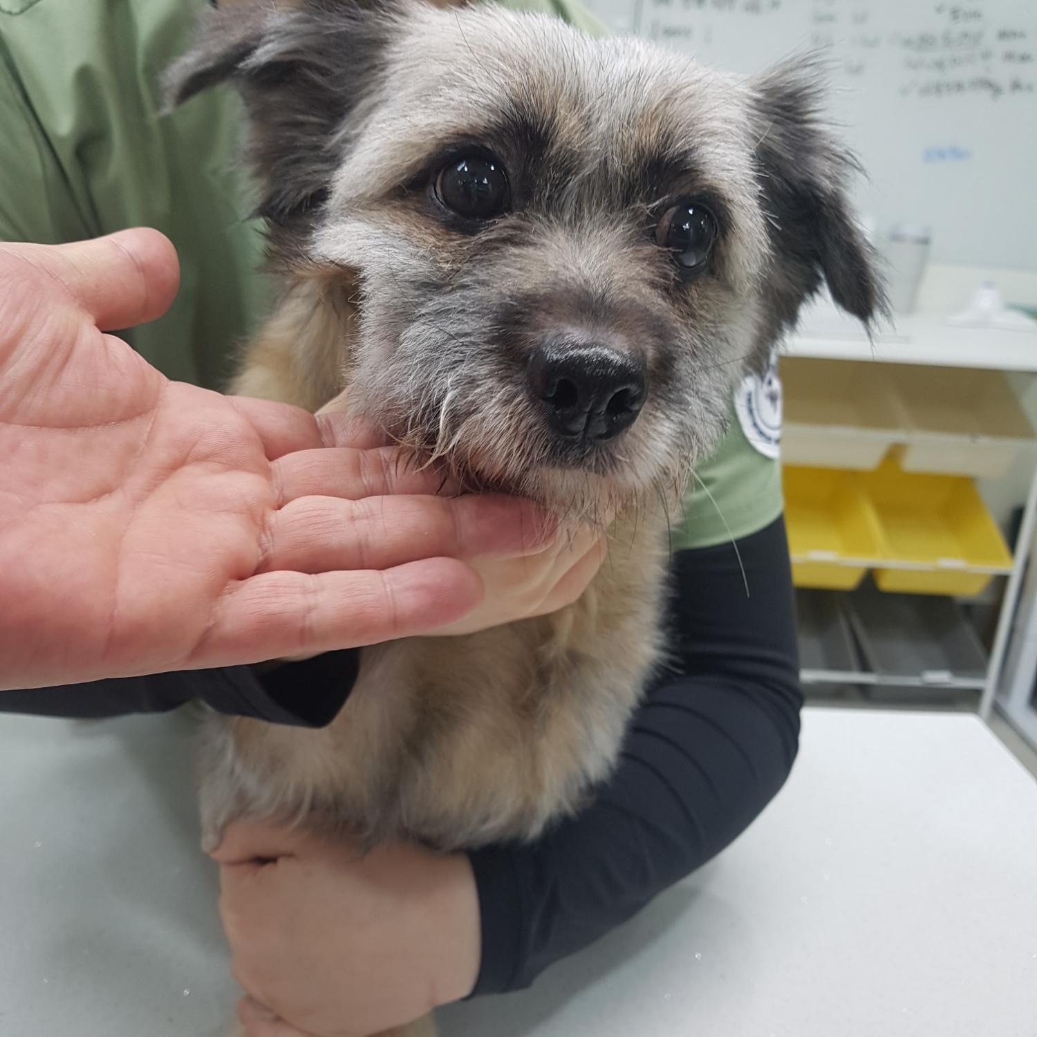 링크늘푸른동물병원_445464202500011
