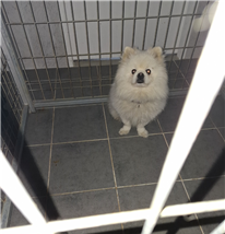 유기동물 삼호 보호소_446494202400621