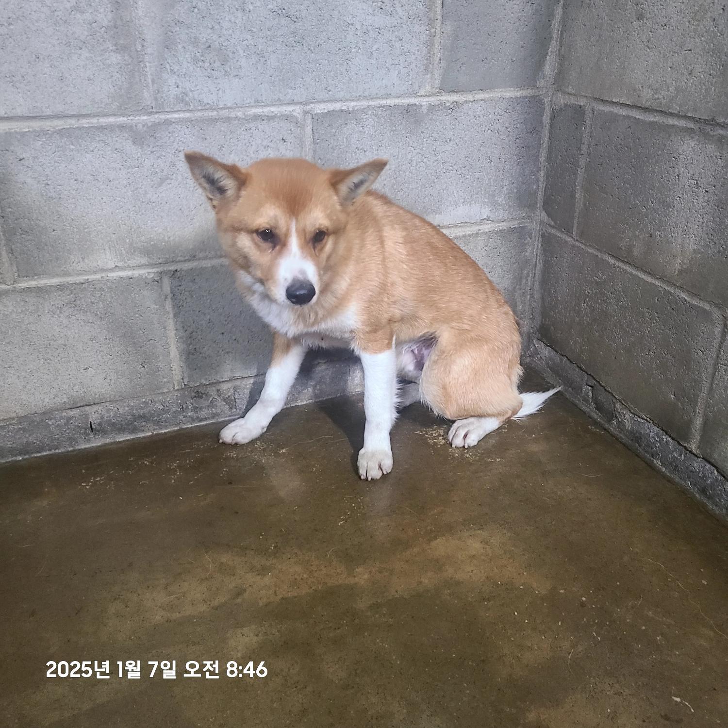 군산유기동물보호센터_445467202500018