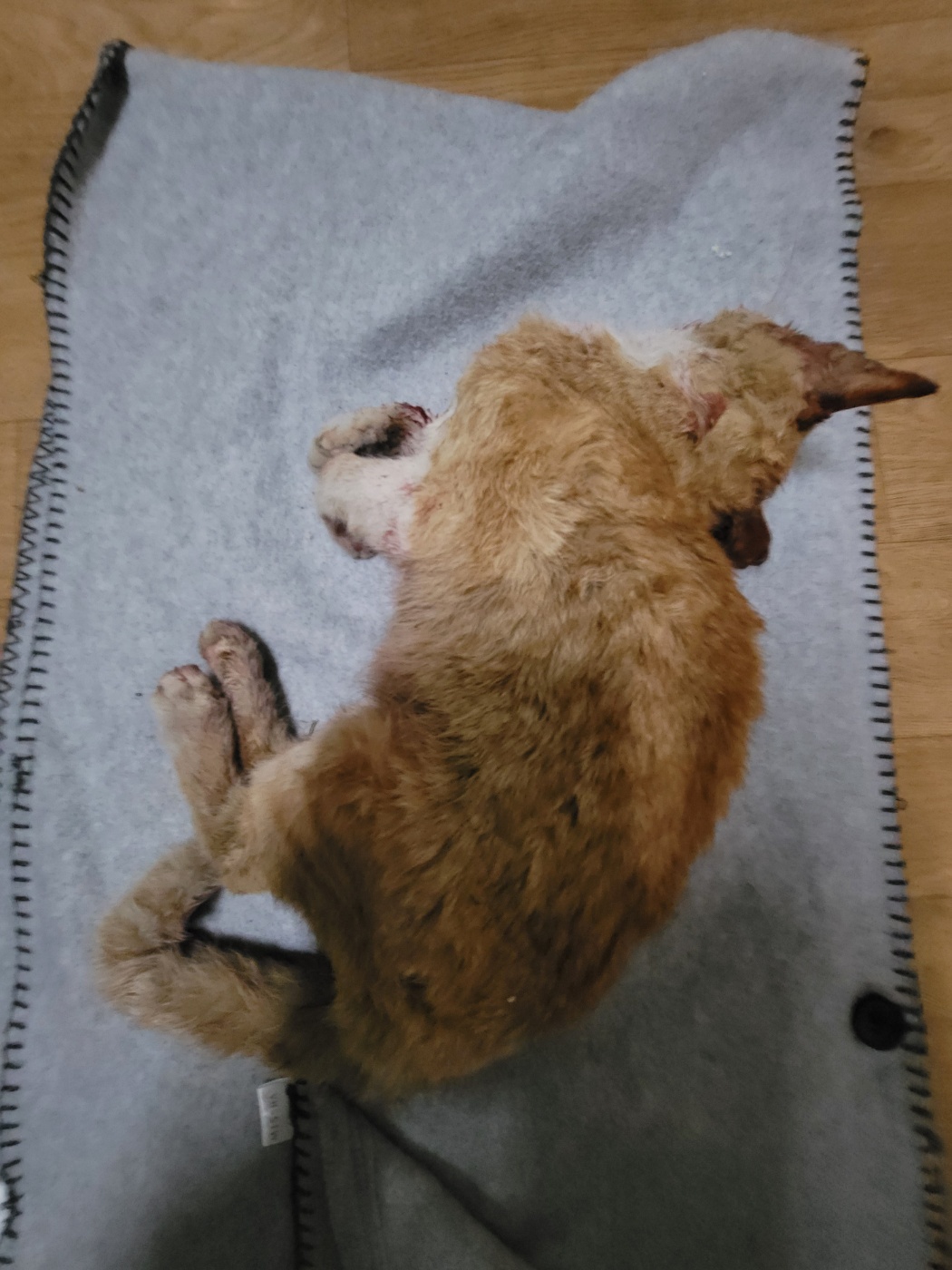 증평 가정견 훈련소_443445202500004