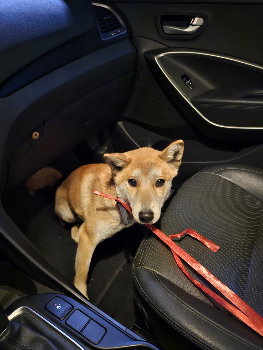 보호중 믹스견의 가…