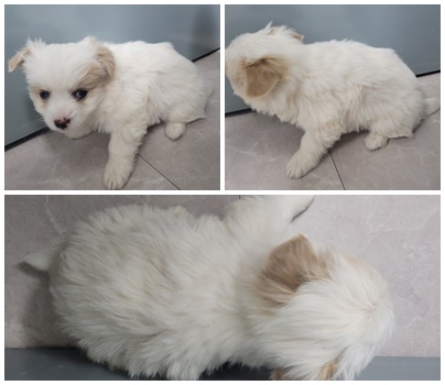 논산시 동물보호센터_444454202500009