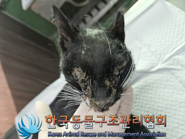 한국동물구조관리협회_411323202500002