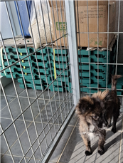 보호중 믹스견의 가…