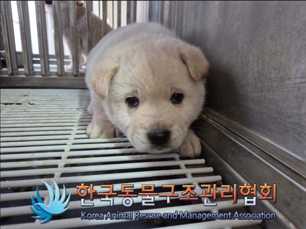 한국동물구조관리협회_441406202500010