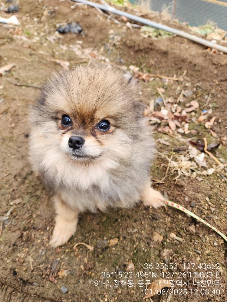 대전동물보호센터_430364202500003