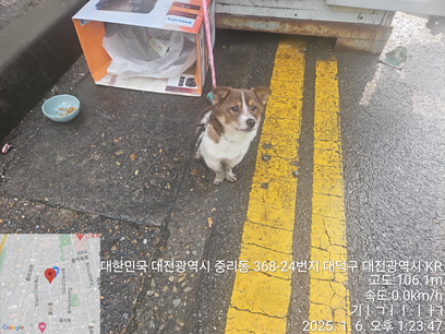 대전동물보호센터_430365202500003