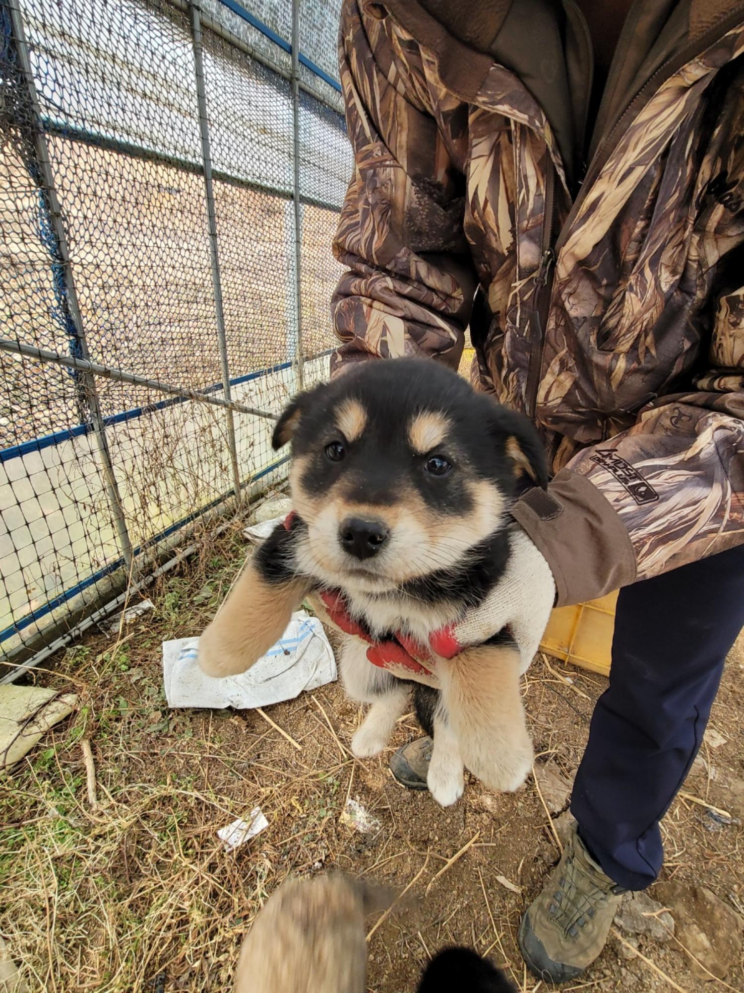 증평 가정견 훈련소_443445202500007