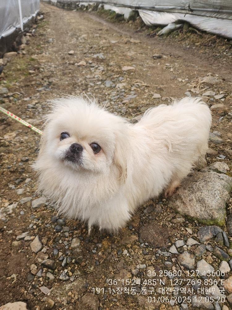대전동물보호센터_430364202500002