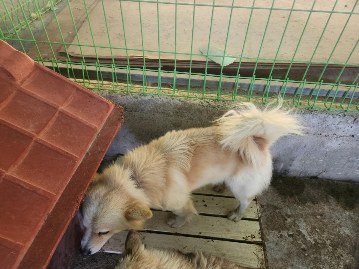 장성군동물보호센터_446498202500019