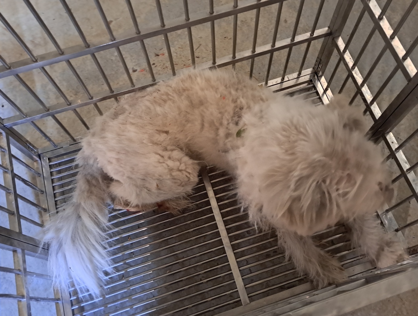 보호중 믹스견의 가…