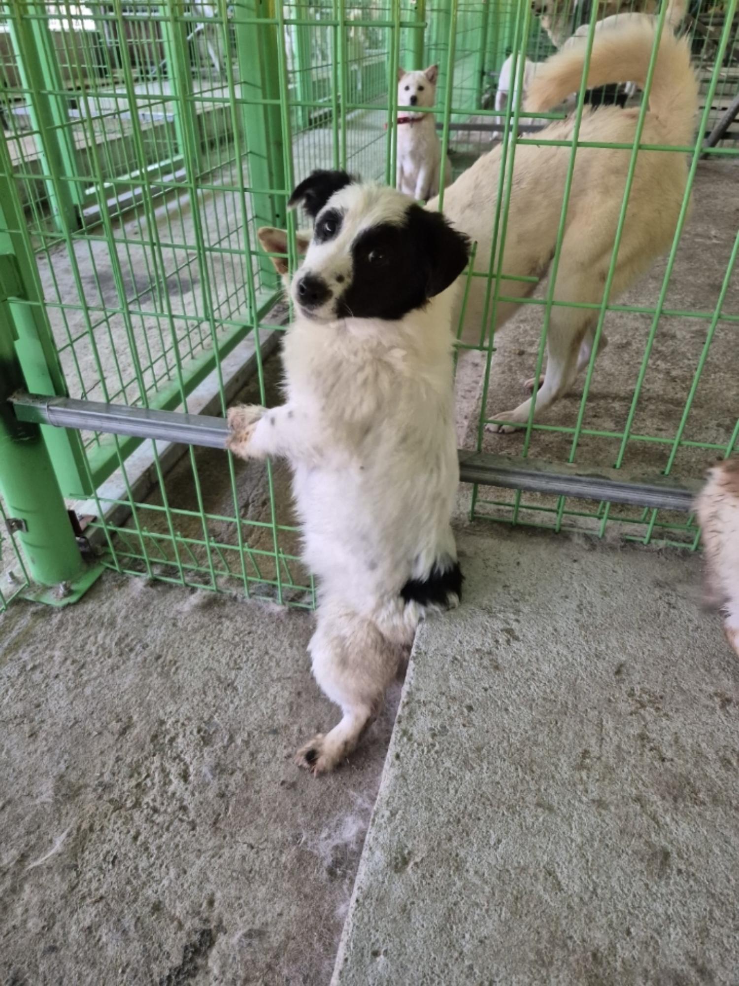 장성군동물보호센터_446498202500013