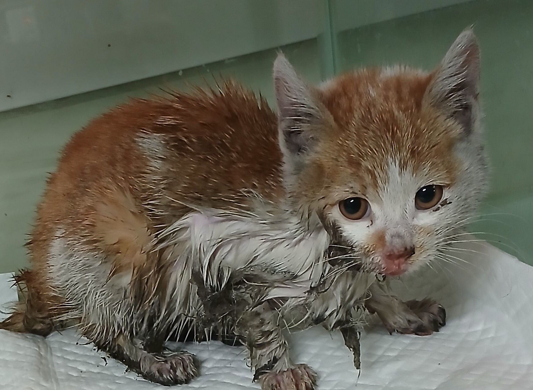 종료(자연사) 한국…