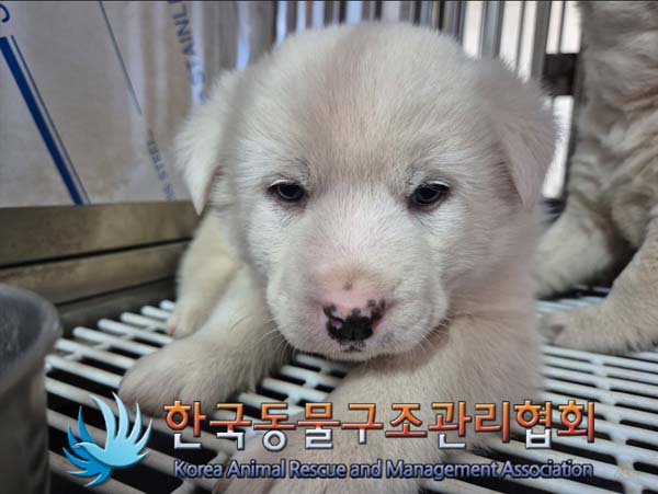 한국동물구조관리협회_441406202500012