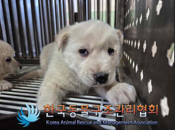 한국동물구조관리협회_441406202500016