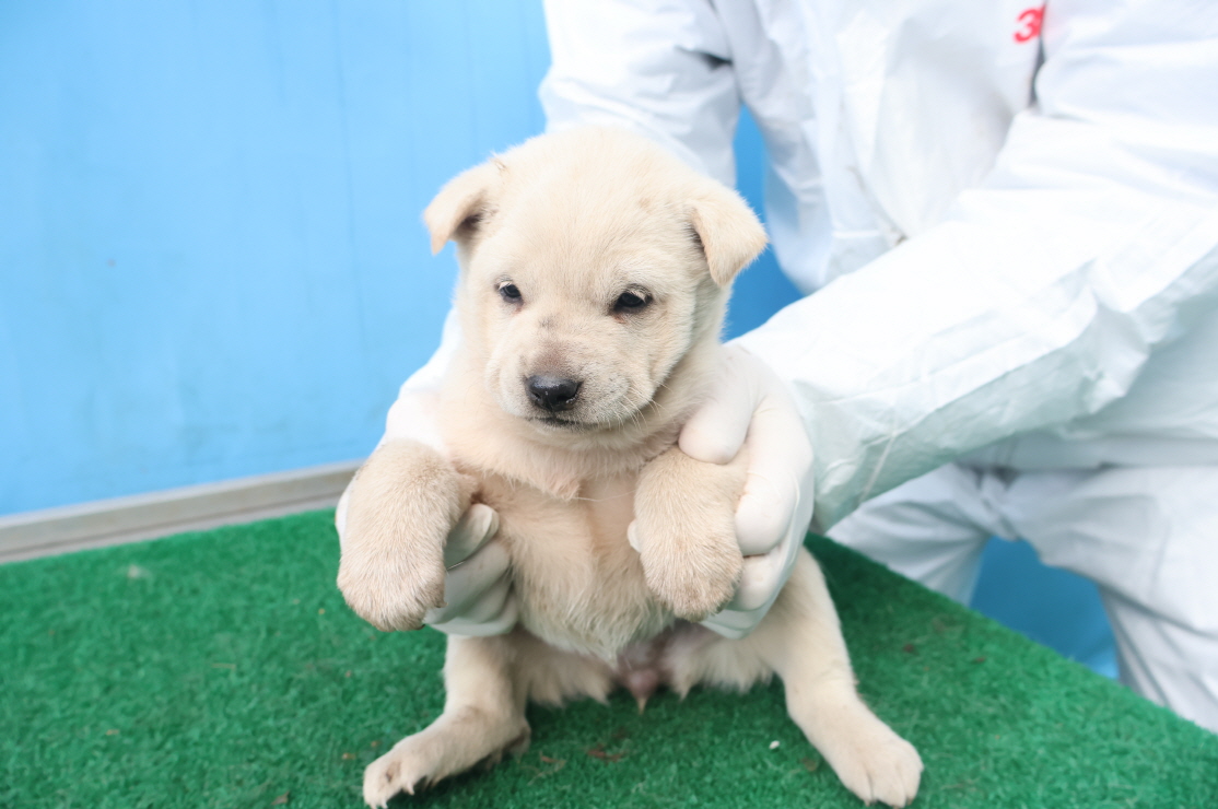 제주 동물보호센터_450650202500063