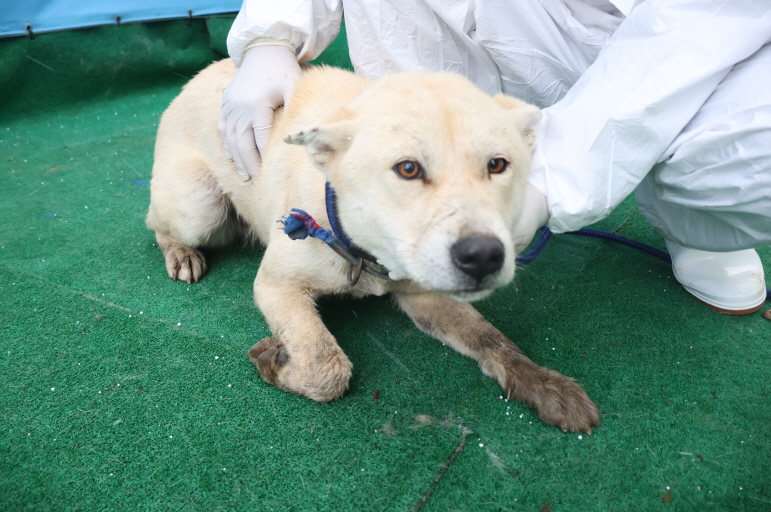 제주 동물보호센터_450650202500068