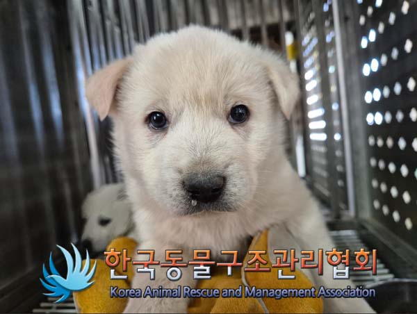 한국동물구조관리협회_441406202500017