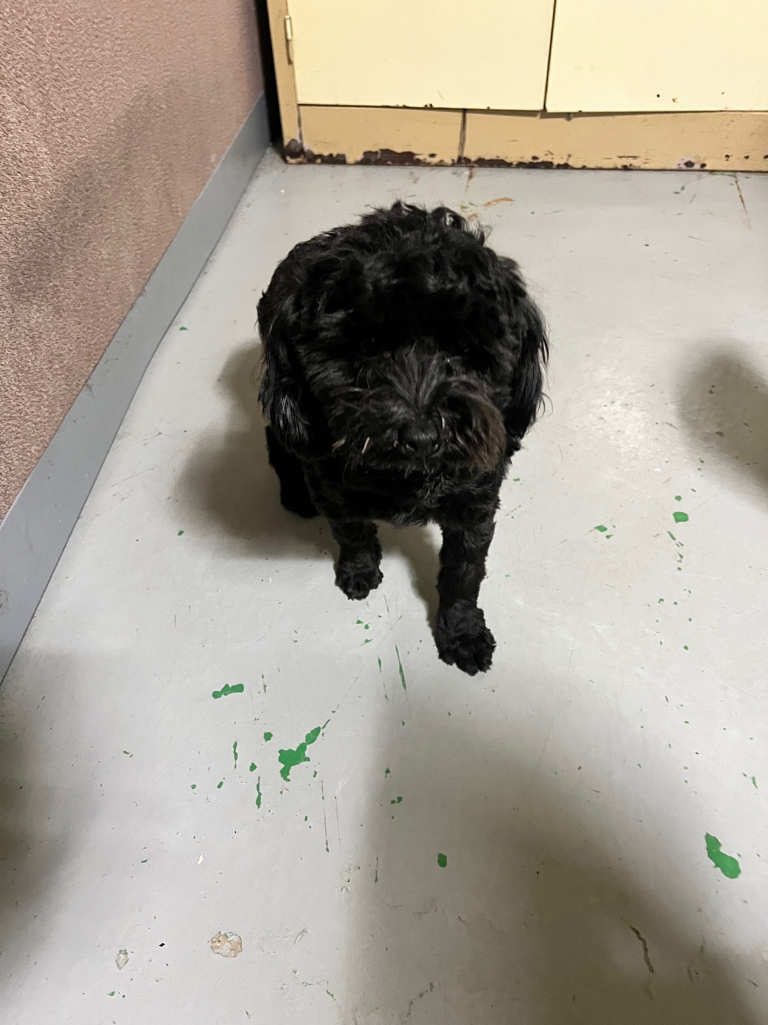 보호중 푸들의 가족…