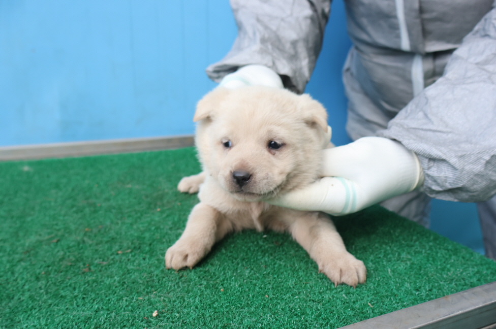 제주 동물보호센터_450650202500060