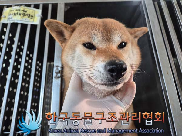 한국동물구조관리협회_441559202500010