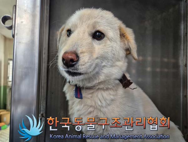 종료(안락사) 믹스…