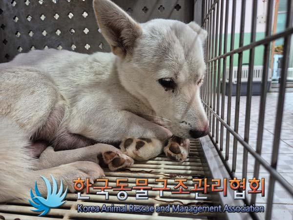 종료(안락사) 믹스…