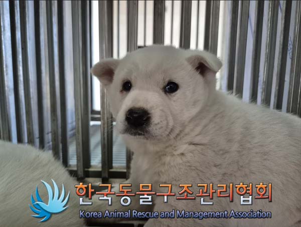 종료(안락사) 믹스…