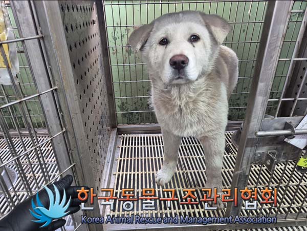 한국동물구조관리협회_411316202500002