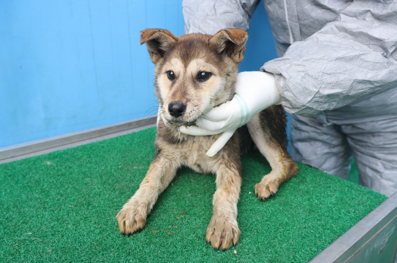 제주 동물보호센터_450650202500056