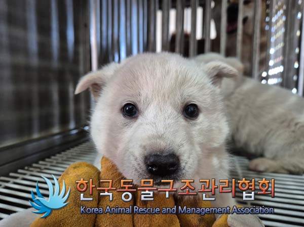 한국동물구조관리협회_441406202500018