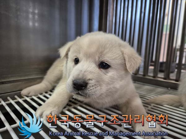 한국동물구조관리협회_441406202500015